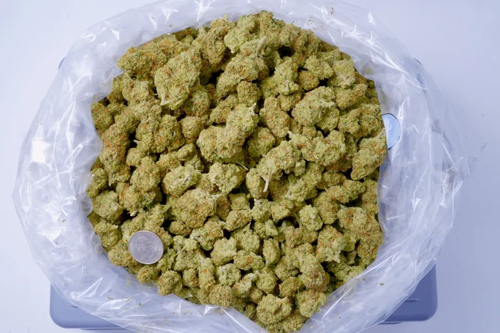 Sour Kush Breath 6-11-26 BAG.webp