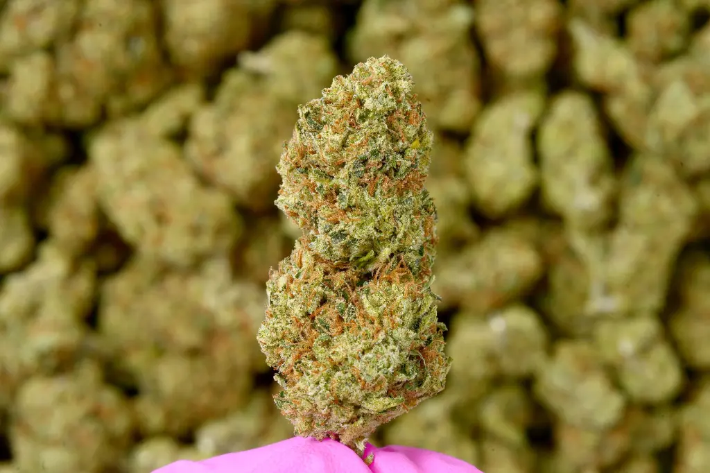 Sour Kush Breath 6-11-26 MACRO.webp