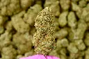 Sour Kush Breath 6-11-26 MACRO.webp