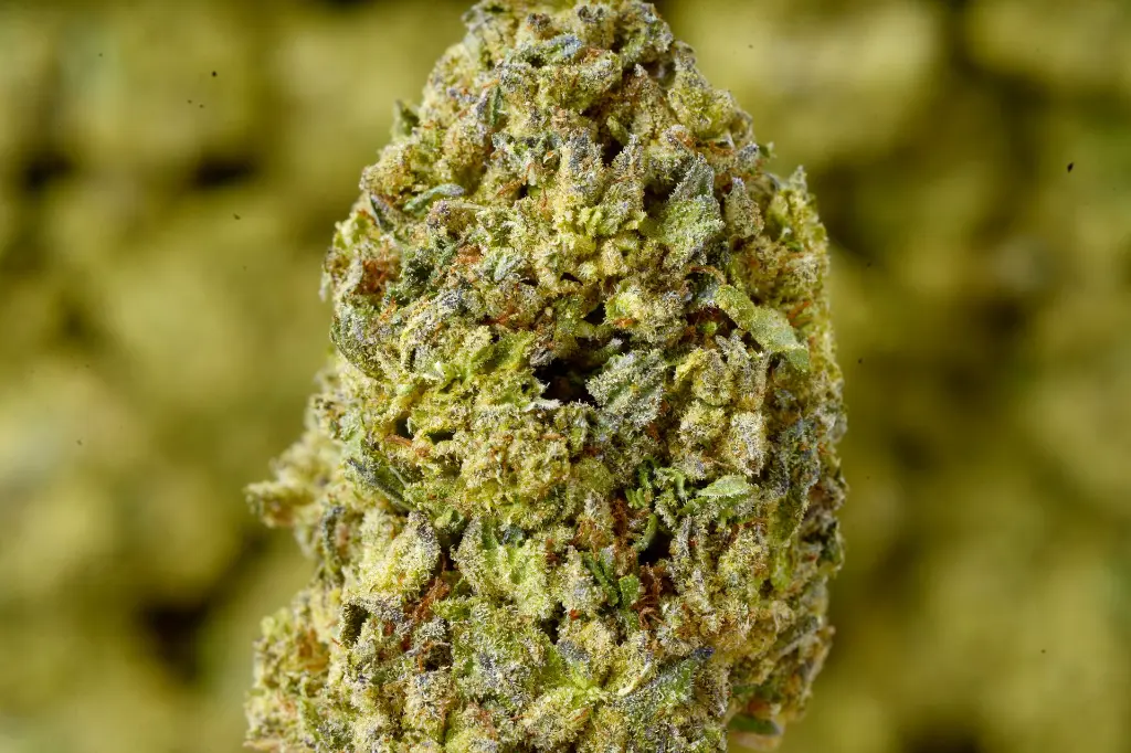 Banana Cooler MACRO 6-10-26.webp