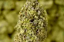 Banana Cooler MACRO 6-10-26.webp