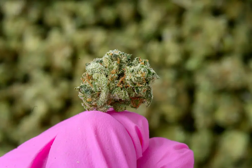 Ya Hemi Smalls 6-11-26 MACRO.webp