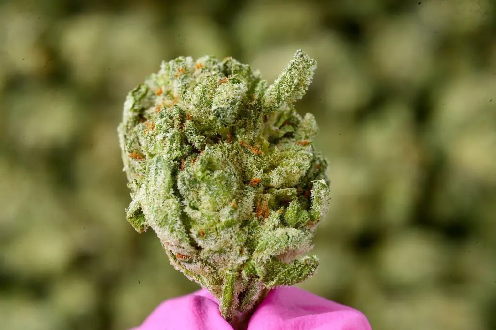 Black Cherry Soda Meds 6-10-26 MACRO.webp
