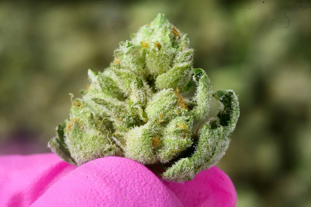 Cereal Milk Smalls 6-9-26 MACRO.webp