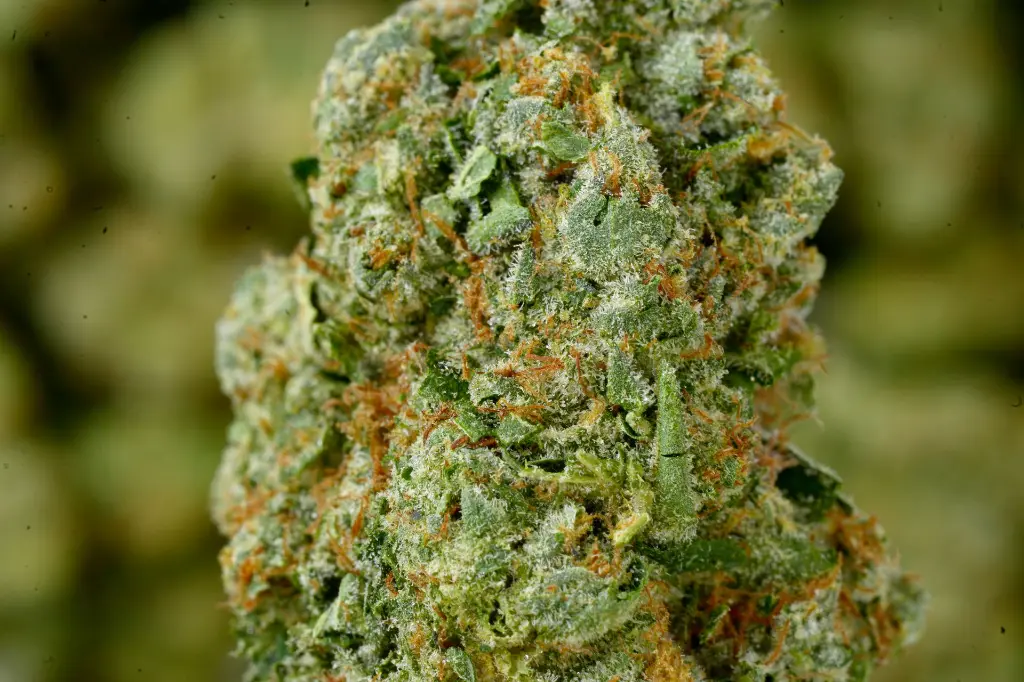 Lambs Breath 6-17-26 MACRO (1).webp