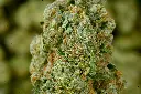 Lambs Breath 6-17-26 MACRO (1).webp