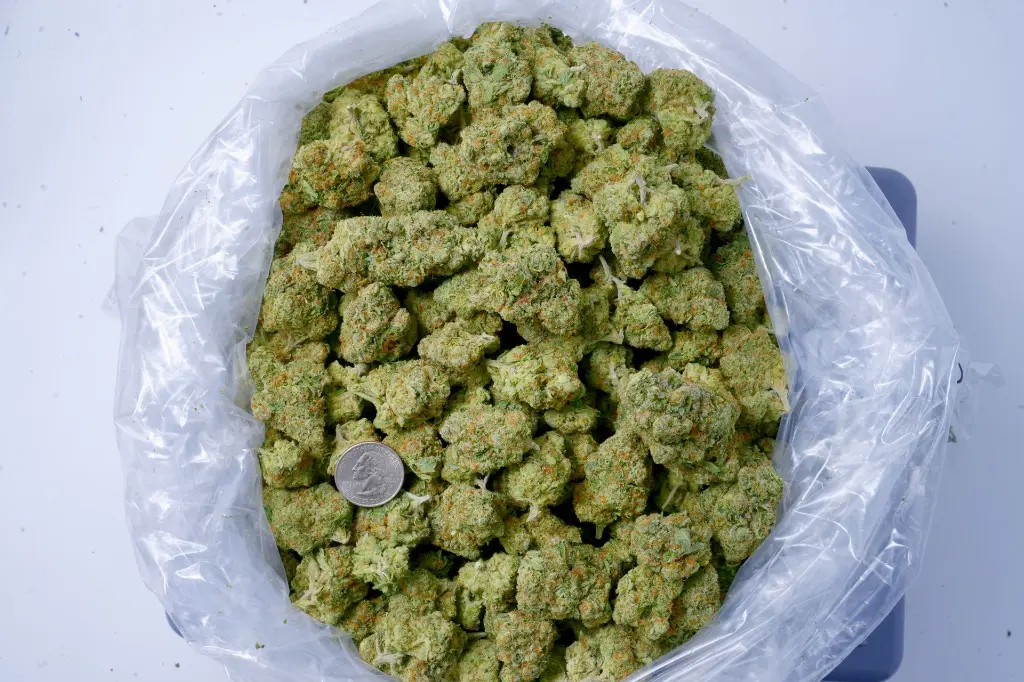 Lambs Breath 6-17-26 BAG.webp