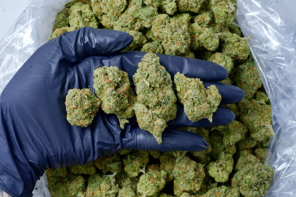 Lambs Breath 6-17-26 PINK.webp