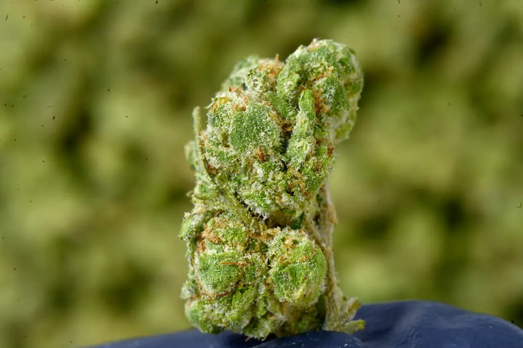 Greasy Pink Smalls 6-17-26 MACRO.webp