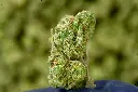 Greasy Pink Smalls 6-17-26 MACRO.webp