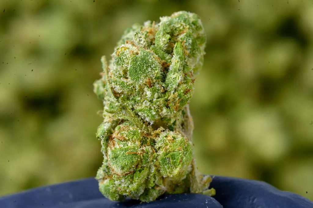 Black Garlic Gelato 6-17-26 MACRO.webp