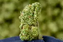 Black Garlic Gelato 6-17-26 MACRO.webp