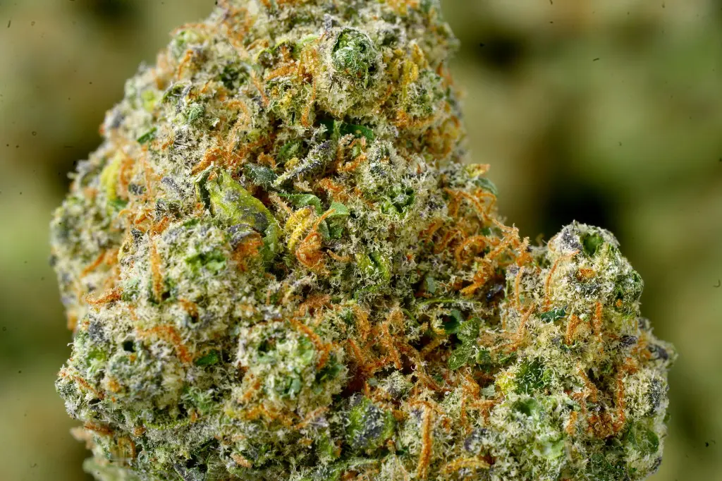 Blue Dream 6-17-26 MACRO (1).webp