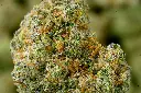 Blue Dream 6-17-26 MACRO (1).webp
