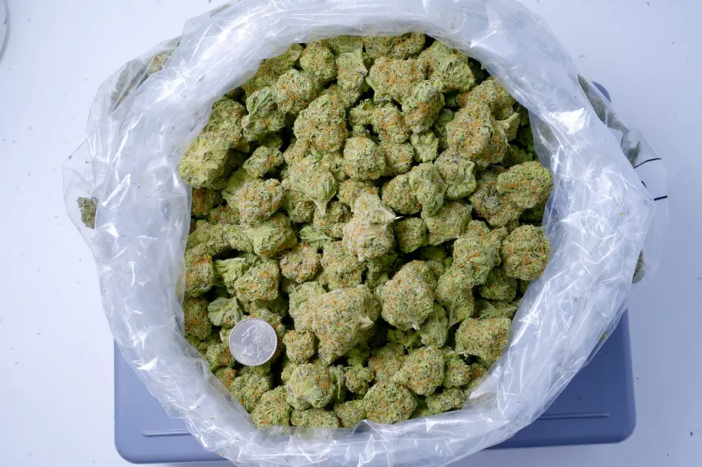 Blue Dream 6-17-26 BAG.webp