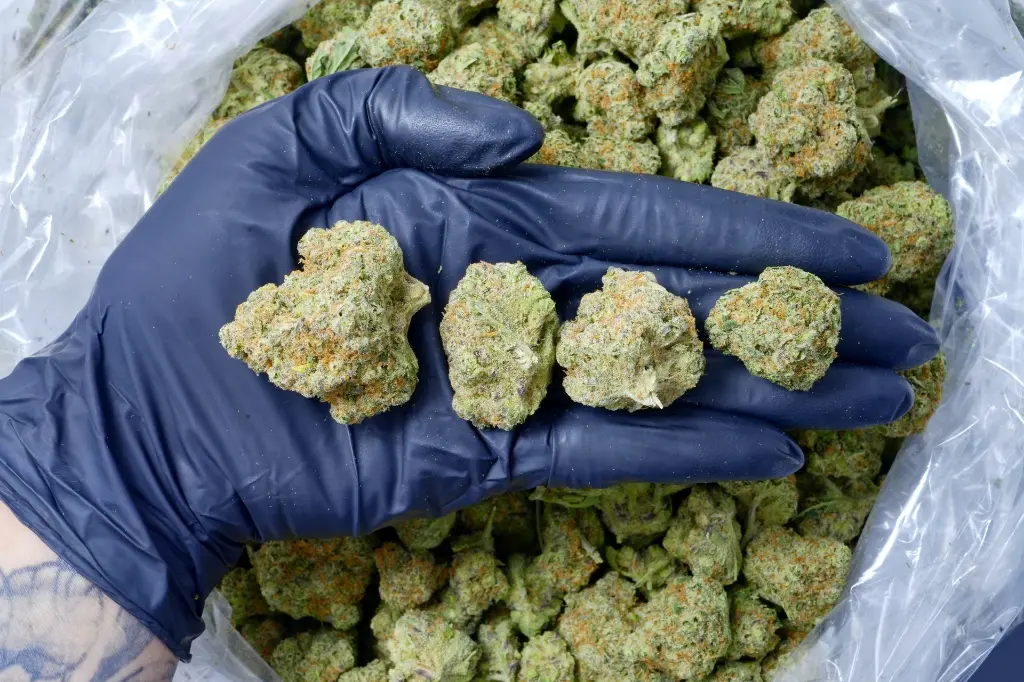 Blue Dream 6-17-26 PINK.webp