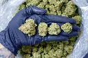 Blue Dream 6-17-26 PINK.webp