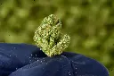 Ghost Train Smalls 6-17-26 MACRO.webp