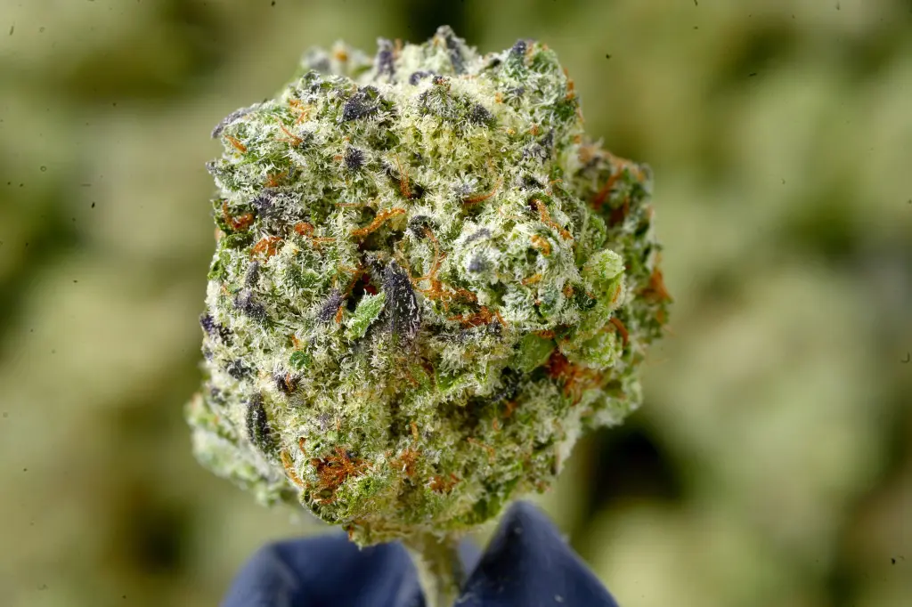 Cadillac Rainbow 6-17-26 MACRO.webp