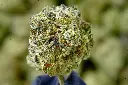 Cadillac Rainbow 6-17-26 MACRO.webp