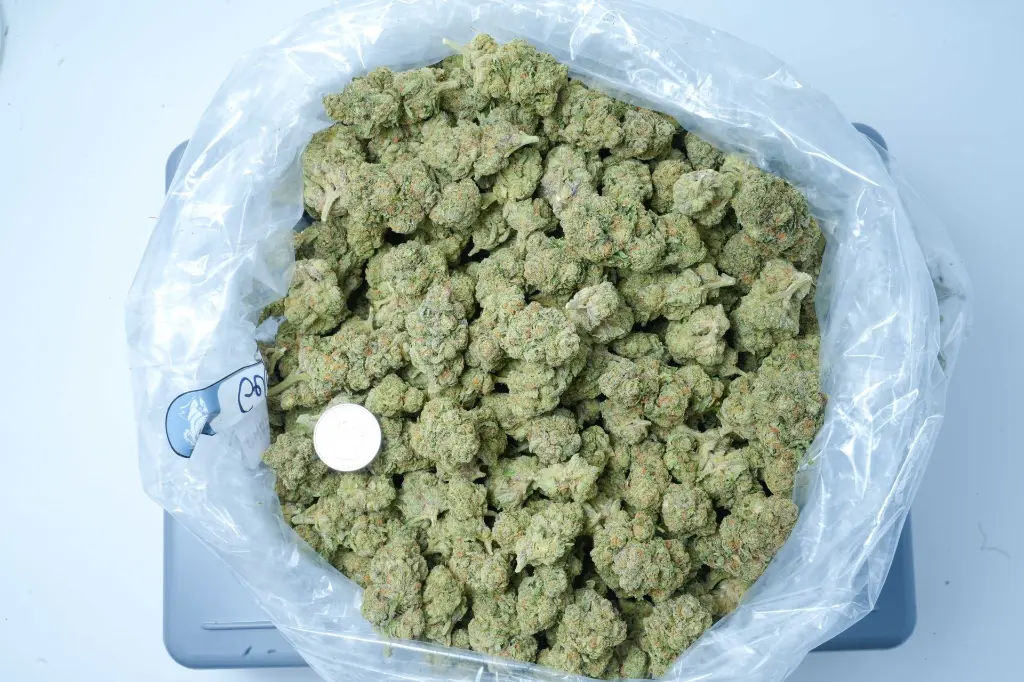Gelato#33 6-16-26 BAG (1).webp