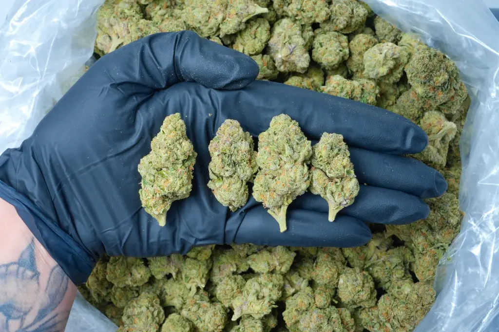 Gelato#33 6-16-26 PINK (1).webp