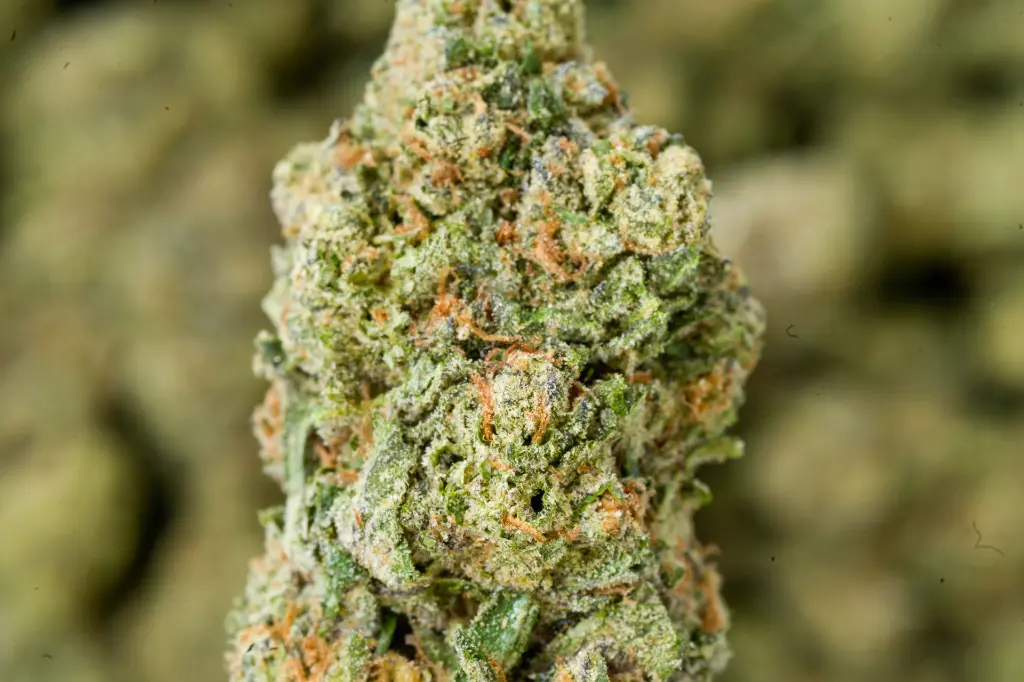 Gelato#33 6-16-26 MACRO.webp