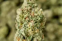 Gelato#33 6-16-26 MACRO.webp