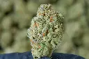 Purple Punch 6-16-26 MACRO.webp