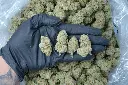 Purple Punch 6-16-26 PINK (3).webp