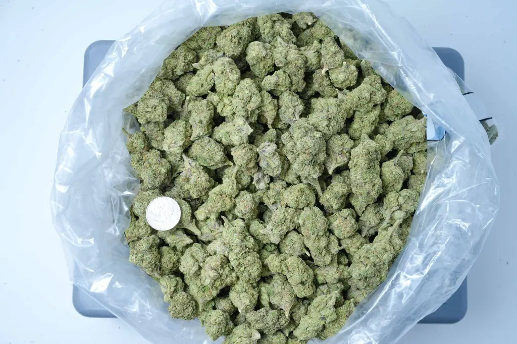 Pink Starburst 6-16-26 BAG.webp
