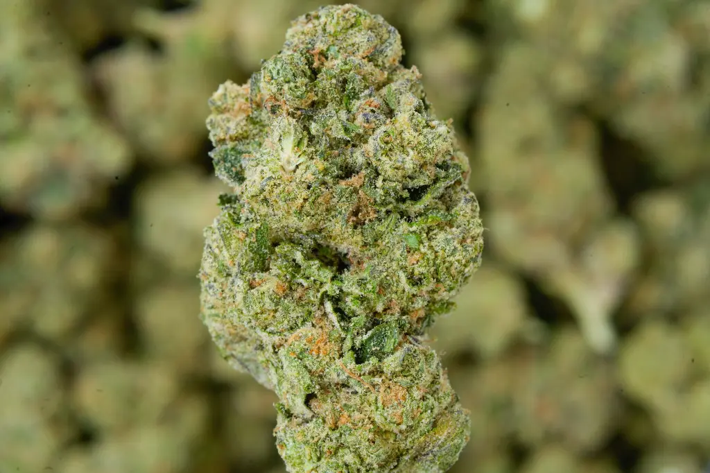 Pink Starburst 6-16-26 MACRO.webp