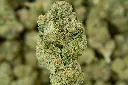 Pink Starburst 6-16-26 MACRO.webp