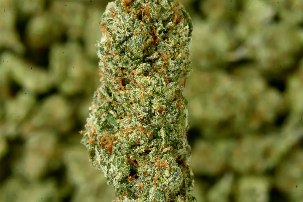 Mango Dream 6-17-26 MACRO.webp