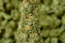Mango Dream 6-17-26 MACRO.webp