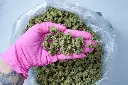 Blue Dream Smalls 6-23-26 PINK.webp