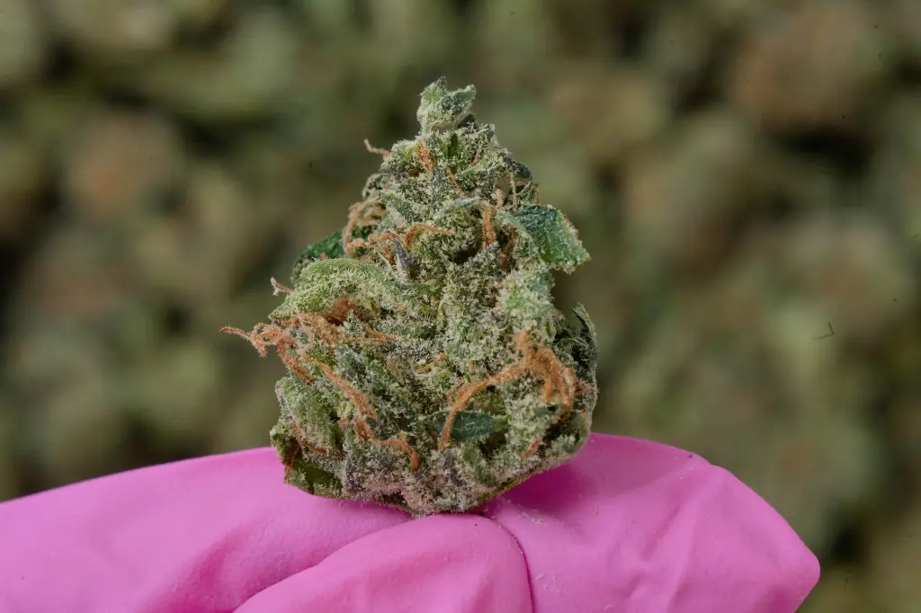 Blue Dream Smalls 6-23-26 MACRO.webp