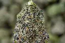 Z Runtz Indoor 6-26-26 MACRO.webp