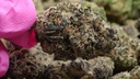 vimeo - [Video]