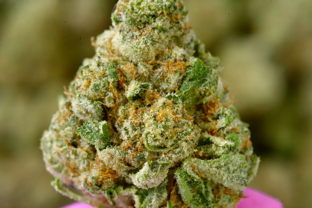 Zoap 6-29-26 MACRO.webp