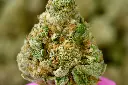 Zoap 6-29-26 MACRO.webp