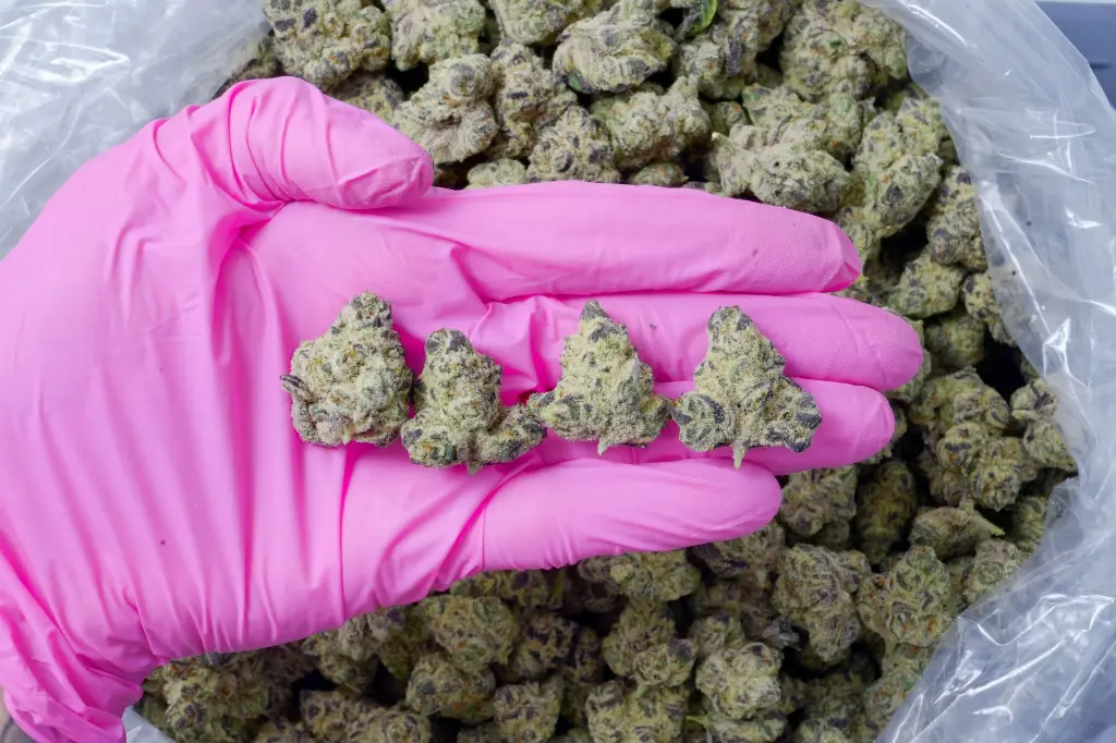 Lilac Diesel 6-29-26 PINK.webp