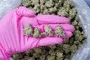 Lilac Diesel 6-29-26 PINK.webp