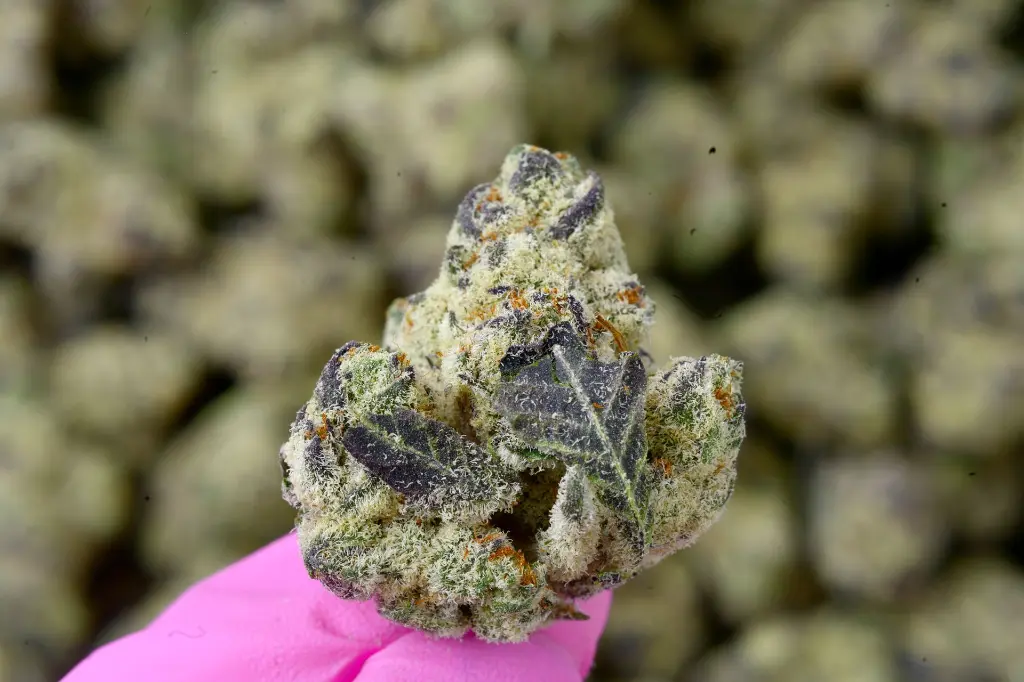 Lilac Diesel 6-29-26 MACRO.webp