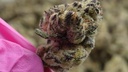 vimeo - [Video]