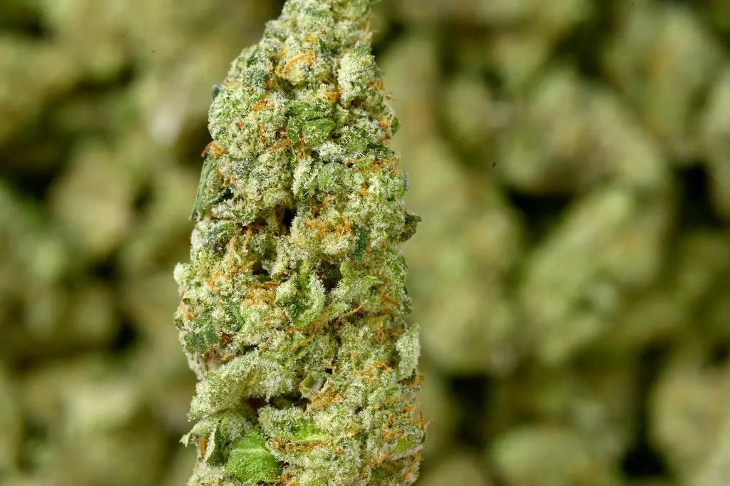 Hawaiian Snow MACRO 6-29-26.webp