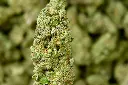 Hawaiian Snow MACRO 6-29-26.webp