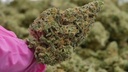 vimeo - Hawaiian Snow
