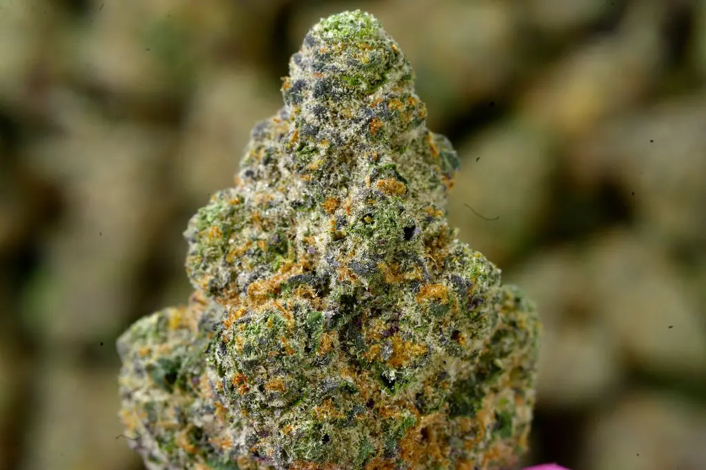 PB Shake 6-29-26 MACRO.webp