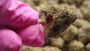 vimeo - [Video]